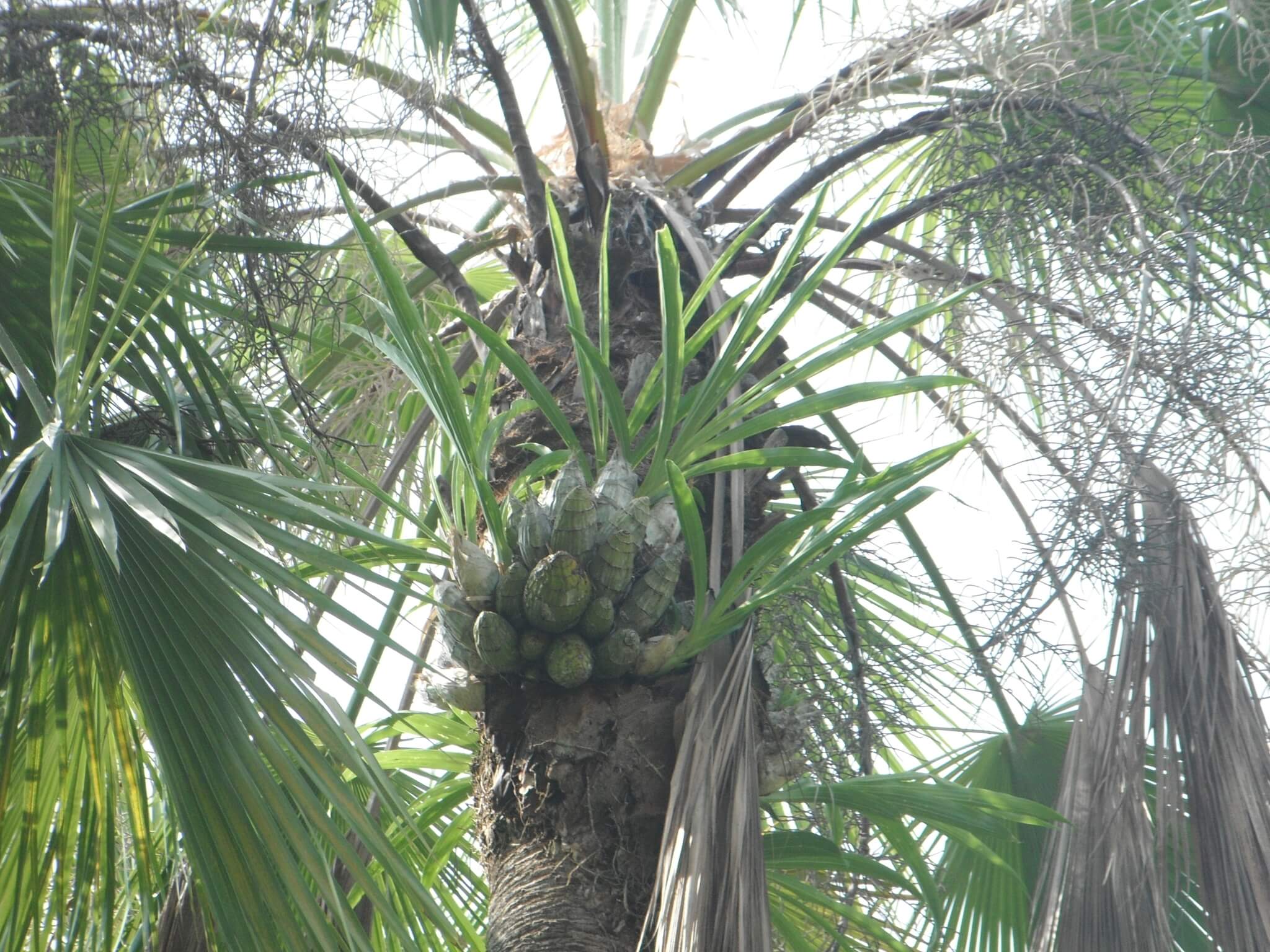 Clowesia thylaciochila